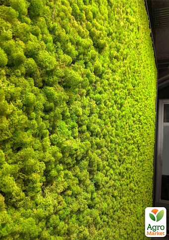Норвежский мох стабилизированный "Лайт Грин" 150г - фото 3