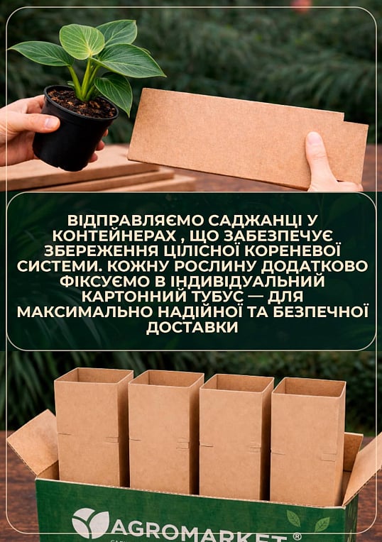 LMTD Филодендрон "Imperial Green" высота 30-40см - фото 7