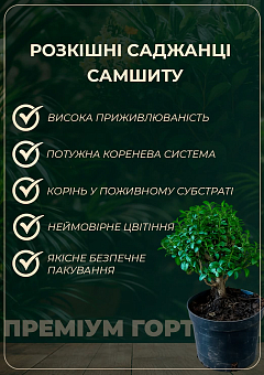 Самшит 2-х річний ряболистий "Variegata"19