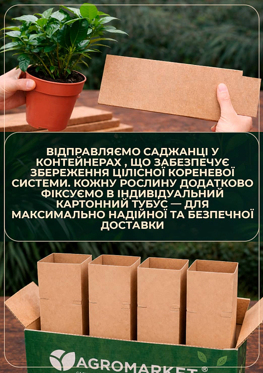 Гарденія жасминоподібна "The first love" (Gardenia jasminoides) - фото 3