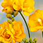 Фрезия махровая "Yellow" 5шт в упаковке