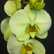 Орхідея (Phalaenopsis) «Cascade Lime»