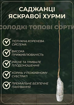 Хурма на віргінській морозостійкій підщепі "Українка" вищий сорт!18