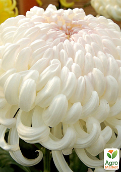 Хризантема крупноцветковая "Valys" (вазон С1 высота 20-30см)2