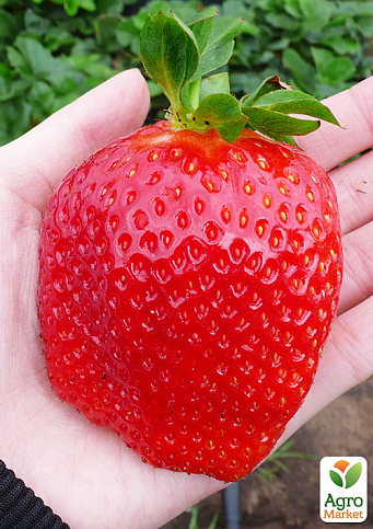 Полуниця "Гігантелла" (середньо-пізній термін дозрівання, великоплідний сорт)