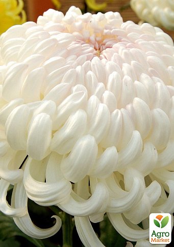 Хризантема великоквіткова "Valys" (вазон С1 висота 20-30см)