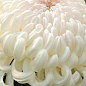 Хризантема великоквіткова "Valys" (вазон С1 висота 20-30см)