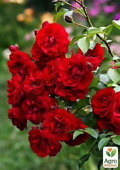 Троянда плетиста "Santana®"11