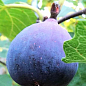 Инжир саженец 4х-летний "Сухумский фиолетовый" укорененный в горшке (высота 1,2-1,7м)  цена