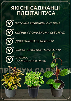 Плектрантус реснитчатый "Nico" (ампельный)8