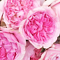 Роза кустовая "Миранда" (саженец класса АА+) высший сорт