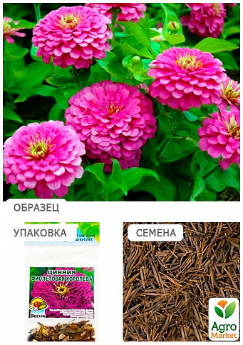 Цинія "Фіолетова королева" (Зипер) ТМ "Весна" 2г - фото 2