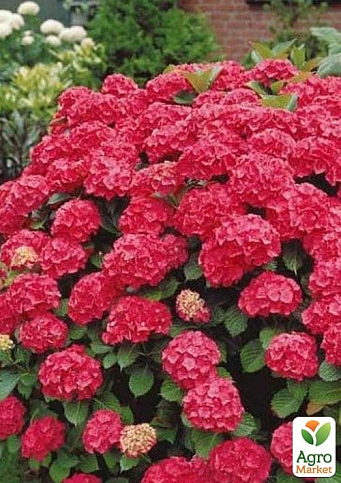 Гортензия крупнолистная рубиново-красная "Alpengluhen" - фото 3