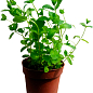 Мята Марокканская "Mentha Moroccan" (контейнер Р9)