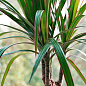 LMTD Драцена "Marginata" (трехярусная, высота 130-150см) вазон С5