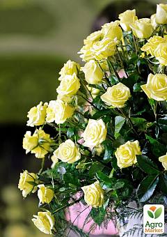 Ексклюзив!Троянда дрібноквіткова (спрей) жовто-зелена "Санторіні" (Santorini) (саджанець класу АА +, преміальний безперервно квітучий сорт)2