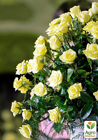 Ексклюзив!Троянда дрібноквіткова (спрей) жовто-зелена "Санторіні" (Santorini) (саджанець класу АА +, преміальний безперервно квітучий сорт)