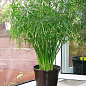 LMTD Пальма Зонтичная "Cyperus alternifolius" высота 60-70см
