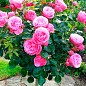 Троянда штамбова "Леонардо да Вінчі" (саджанець класу АА +) вищий сорт купить