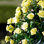 Эксклюзив! Роза мелкоцветковая (спрей) желто-зеленая "Санторини" (Santorini) (саженец класса АА+, премиальный непрерывно цветущий сорт)