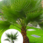 LMTD Пальма "Washingtonia Filifera" висота 40-60см