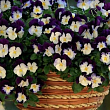 Виола Ампельная Cool Wave "Sapphire"