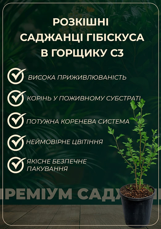 Гібіскус сирійський "Ardens" С3, висота 20-40 см
