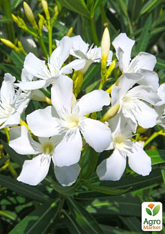 Олеандр білий "Soeur Agnes" С10, висота 130-150см18