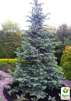 Ялиця однокольорова "Concolor" (Abies Concolor Glauca) горщик P927