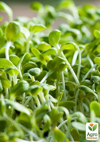 Пророщувач (спраутер) для насіння і мікрозелені ТМ "Green Vitamin" - фото 6