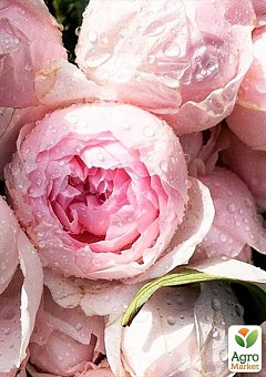 Троянда флорибунда "Peony Pink" (Пиони Пінк)1