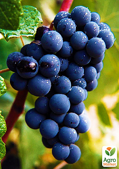 Ексклюзив! Виноград темно-синій "Чорне море" (Black Sea) (преміальний високоврожайний винний сорт)1