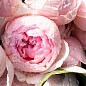 Роза флорибунда "Peony Pink"(Пиони Пинк)