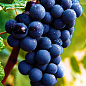 Ексклюзив! Виноград темно-синій "Чорне море" (Black Sea) (преміальний високоврожайний винний сорт)