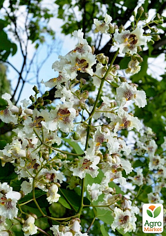 Катальпа китайська овальнолиста (Catalpa ovata), Р920