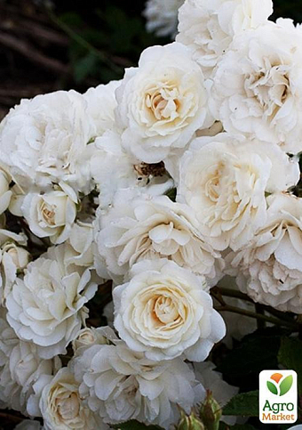 Троянда грунтопокривна "Сноу баллет" (Snow Ballet®) (саджанець класу АА +) вищий сорт - фото 3