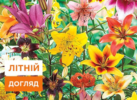 Як правильно доглядати лілії після цвітіння - корисні статті про садівництво від Agro-Market