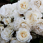 Роза почвопокровная "Сноу баллет" (Snow Ballet®) (саженец класса АА+) высший сорт цена