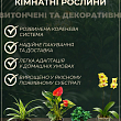 Антуріум (Anthurium) "Prince of Orange" цена