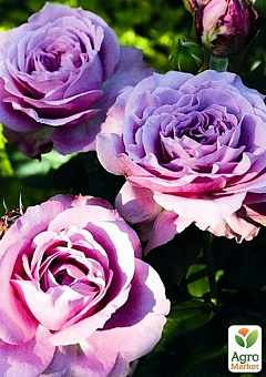 Троянда чайно-гібридна "Блю Мун" (дуже ароматна!) (Саджанець класу АА +) вищий сорт2