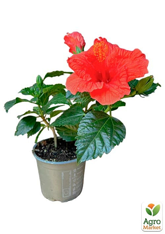 Гибискус комнатный махровый "Adonicus Double Orange"  - фото 5