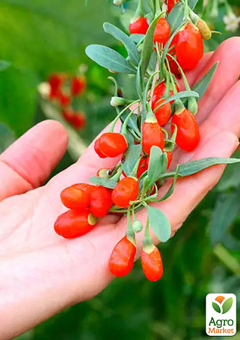 Годжи 2-х летний "Korean Big" (укорененный в контейнере)