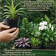 Бегонія квітуча "Camellia"