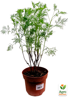 Полынь Кока Кола "Cola Plant" 23