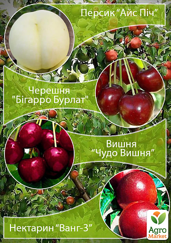 Дерево-сад "Мультифрукт" Персик1+Черешня+Вишня+Персик2