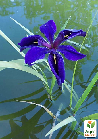 LMTD Ирис японский мечевидный (нимфея) "Kaempferi blue"   - фото 5