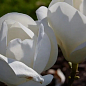 Магнолия 2-х летняя гибридная "Lennei Alba" (высота 30-40см)