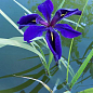 LMTD Ирис японский мечевидный (нимфея) "Kaempferi blue"  