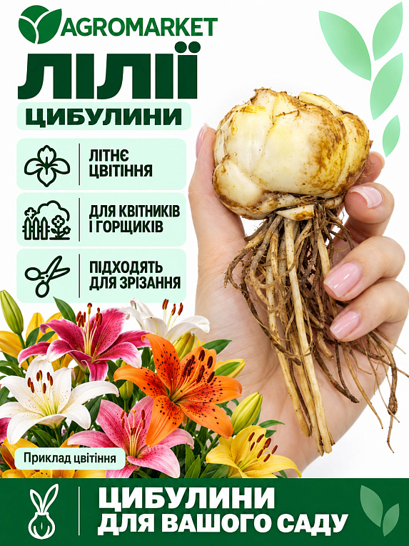 Лилия Махровая "Lotus Spring" 
