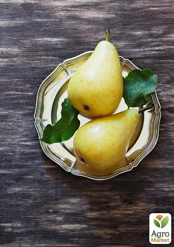 Груша "Великоплідна" (осінній сорт, середній термін дозрівання) - фото 4